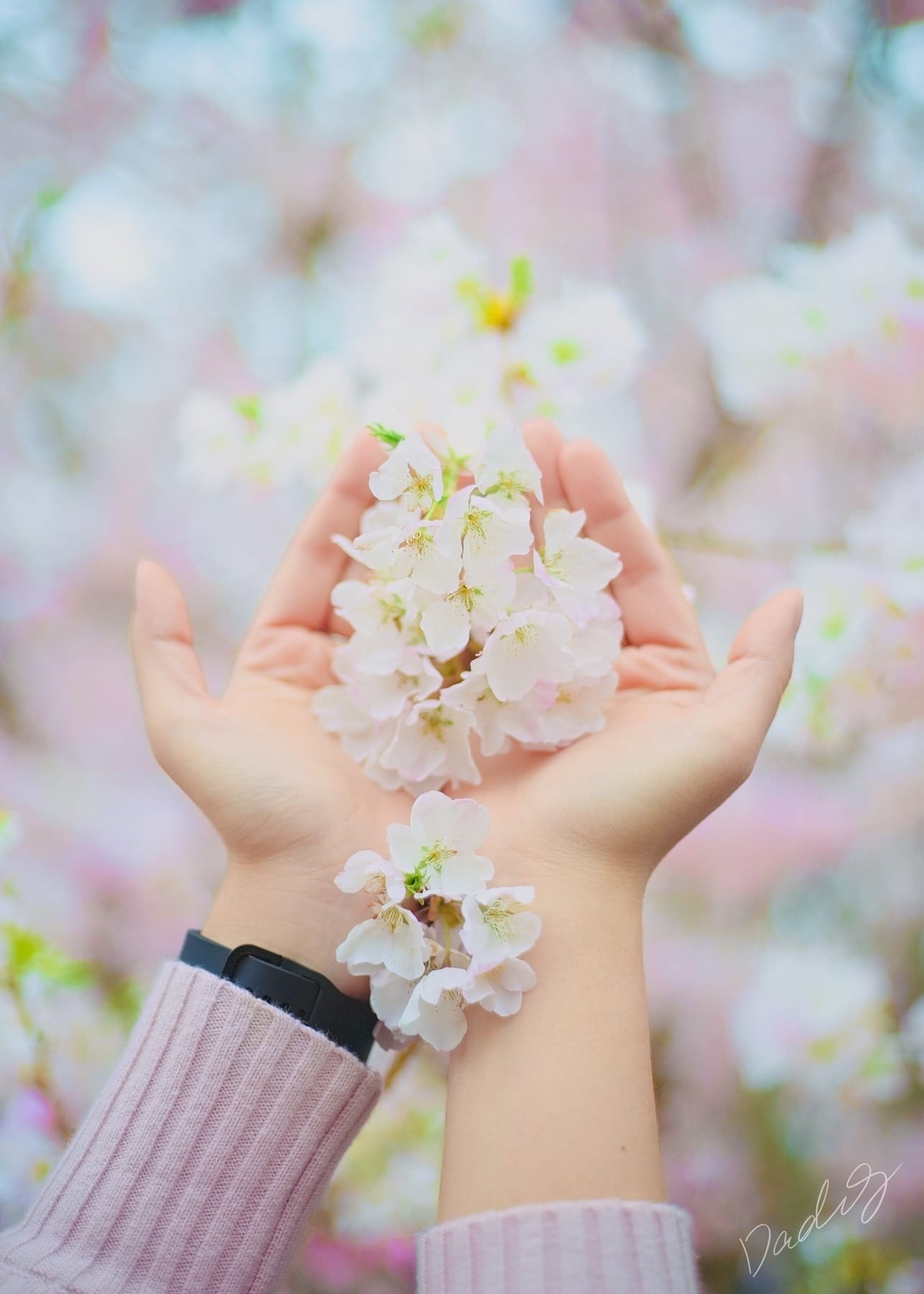 Cherry blossoms held in cupped hands